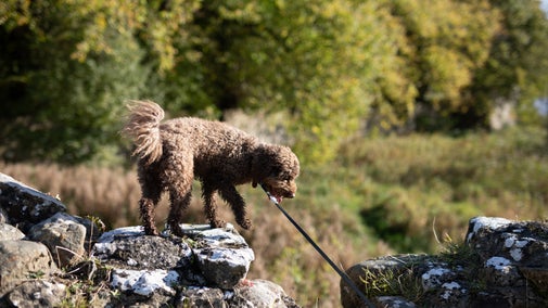 Dog walks at Castle Coole